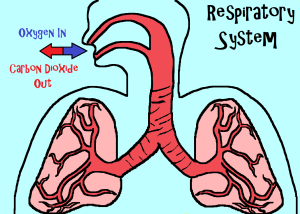 Respiratory System