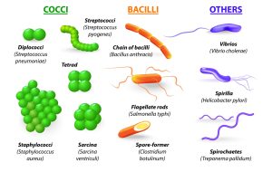 Brucellosis