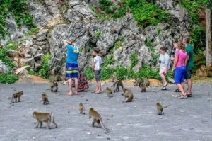  Wildlife Wonders in Phuket