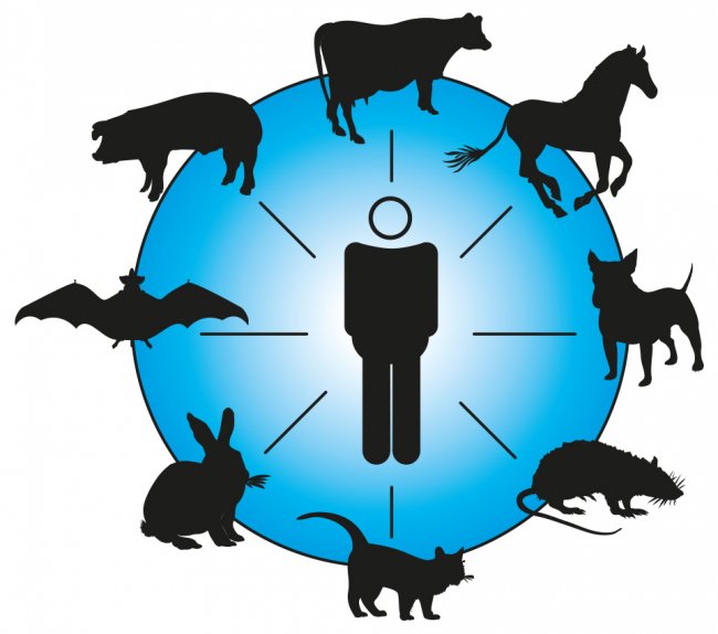 Brucellosis Basics: Understanding the Causes and Effects