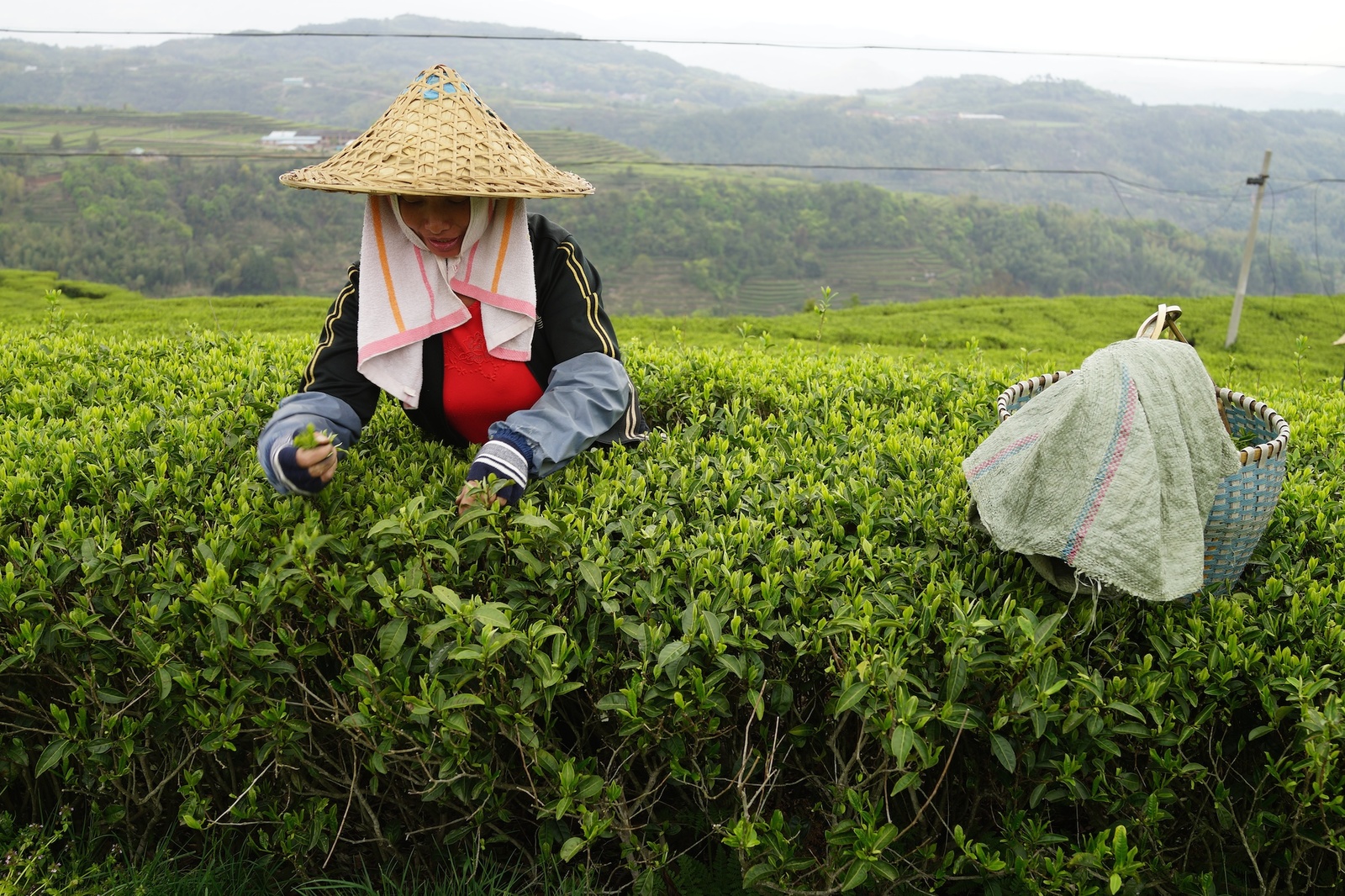 China’s Rich Heritage Journey Forbidden City to Tea Culture