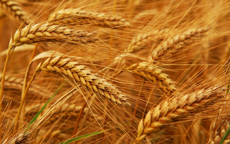 Decoding Wheat Allergies: Gluten Detectives on the Trail