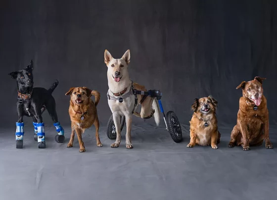 Building a Better Tomorrow for Disabled Animals