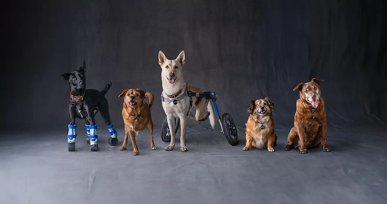 Building a Better Tomorrow for Disabled Animals