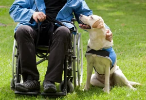 The Role of Compassionate Caregivers for Disabled Animals 