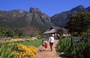 Blossoming Bliss Eclectic Wonders of Kirstenbosch Gardens