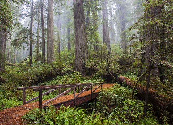 Redwood Family Memories in Nature's Playground