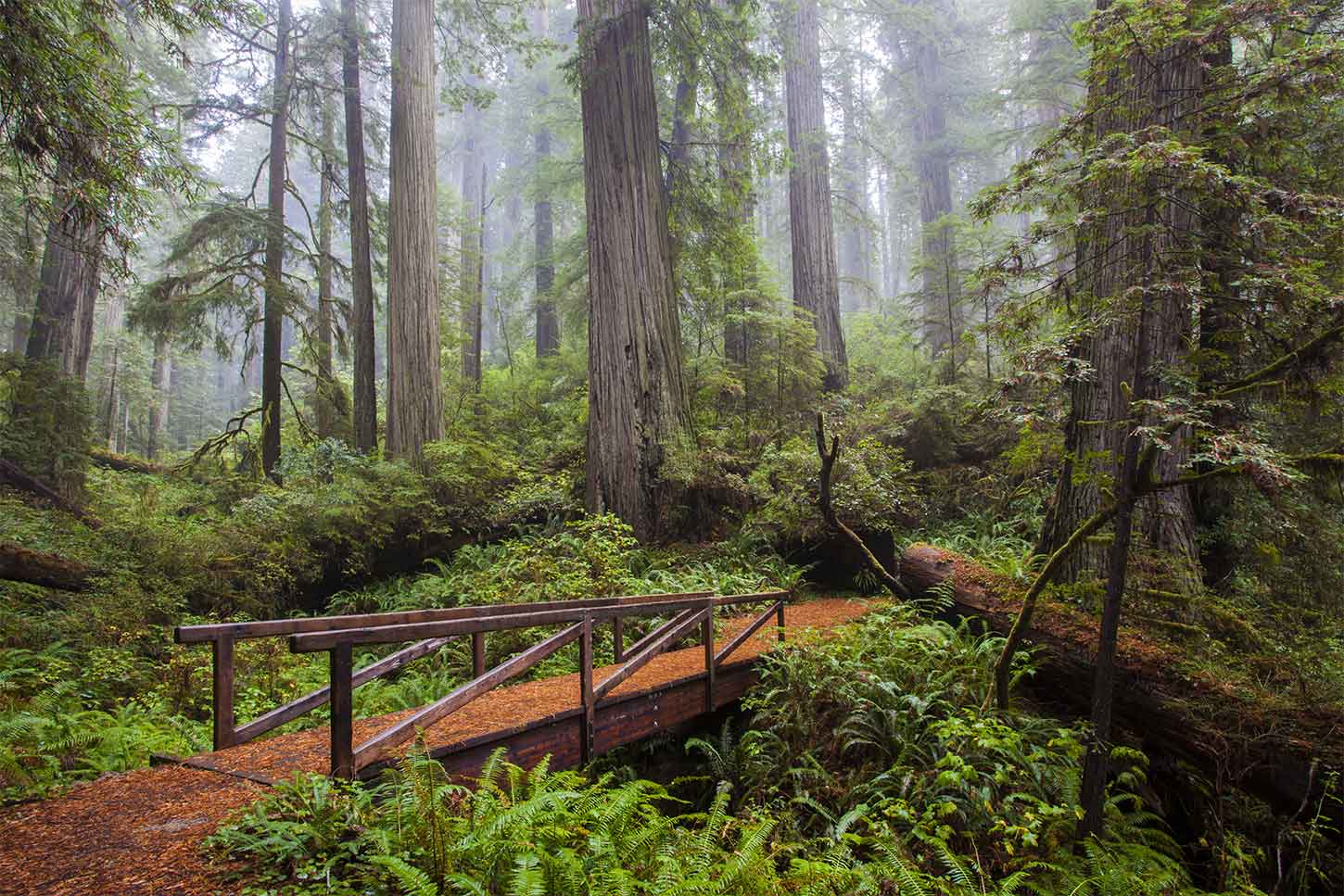 Redwood Family Memories in Nature’s Playground