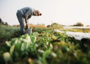 Record investments in US farmland