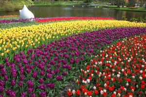 Free image/jpeg Resolution: 5000x3333, File size: 4.85Mb, Stripes of tulips of different colors