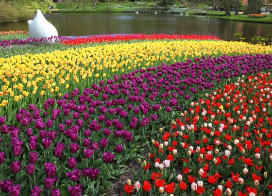 Free image/jpeg Resolution: 5000x3333, File size: 4.85Mb, Stripes of tulips of different colors