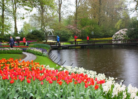 Unveiled Navigating Keukenhof's Floral Paradise for Families