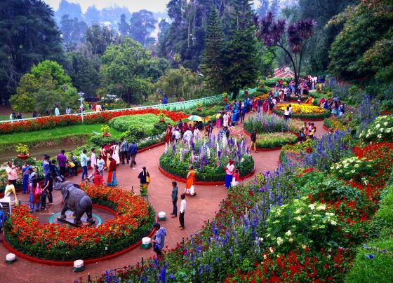 Unveiling the Marvels of Kirstenbosch into Floral Diversity