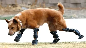 Disabled Animals Diversity in the Animal Kingdom 