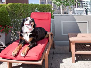 Pet-Friendly-Hotels-in-New-England