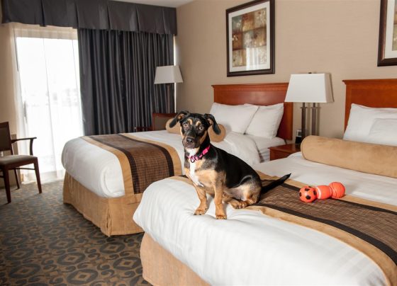 Pet-Friendly-Hotels-in-New-England