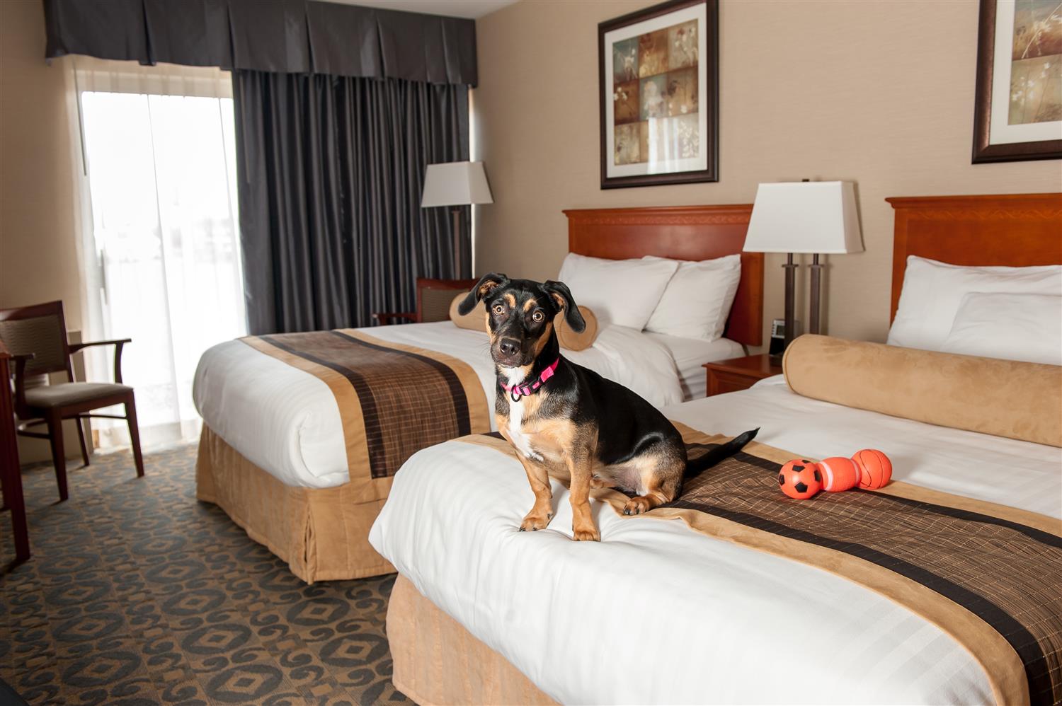 Pet-Friendly Hotels in New England Every Tail Wags in Welcome