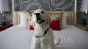 Pet-Friendly-Hotels-in-New-England