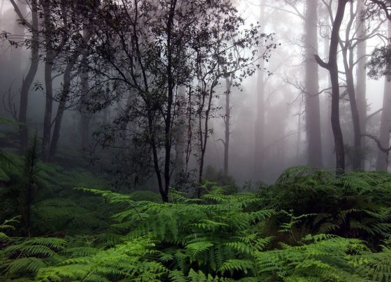 Secrets of the Unexplored Jungles Earth's Hidden Wonders