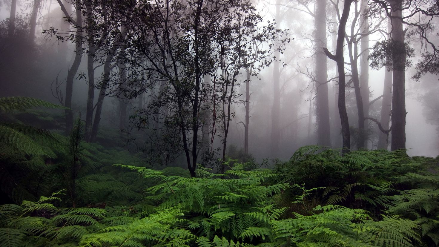 Secrets of the Unexplored Jungles Earth’s Hidden Wonders