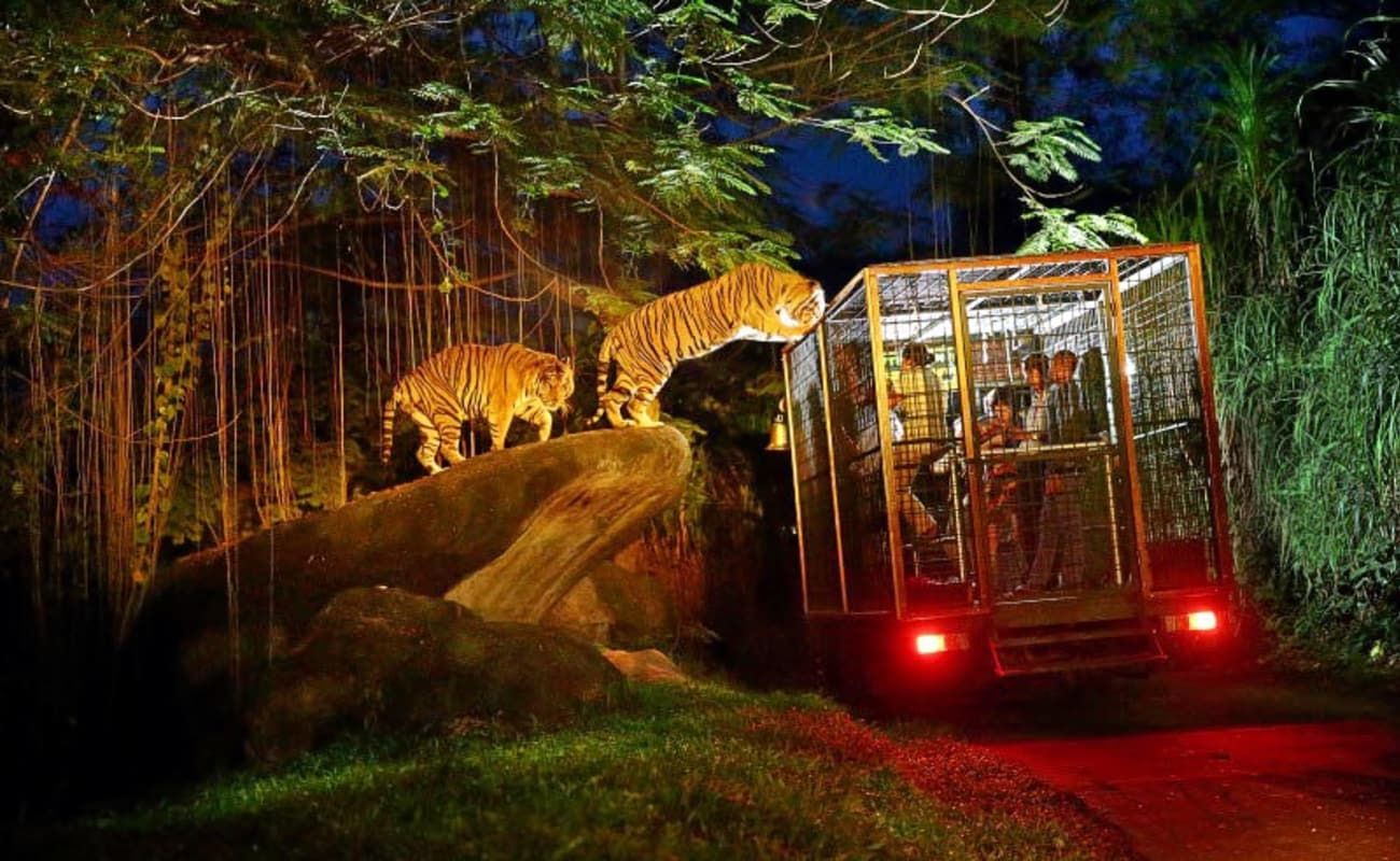 Brazil's Zoo Safari Adventure