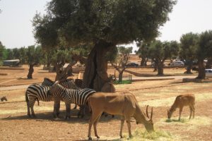 Brazil's Zoo Safari Adventure