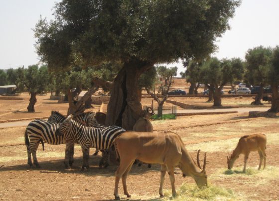 Brazil's Zoo Safari Adventure