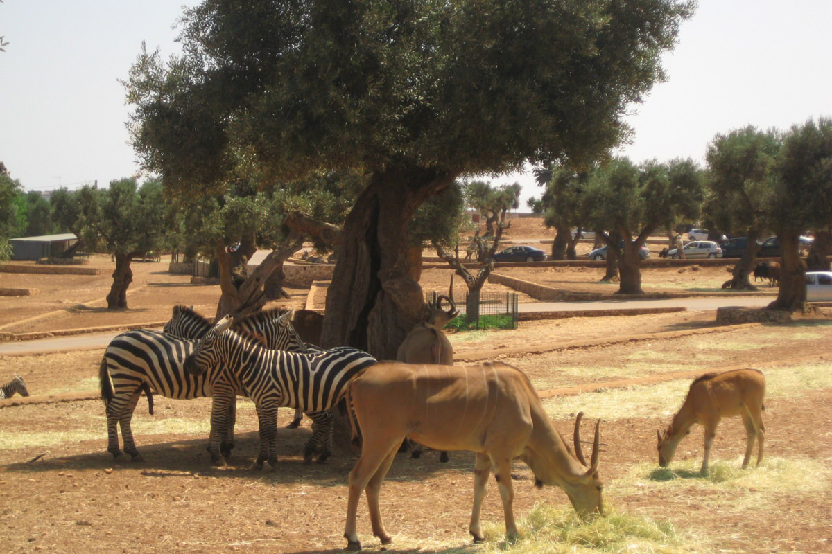 Explore the World’s Top Zoos  Education, and Adventure