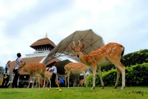 Brazil's Zoo Safari Adventure