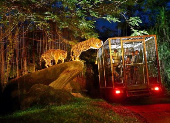 Brazil's Zoo Safari Adventure