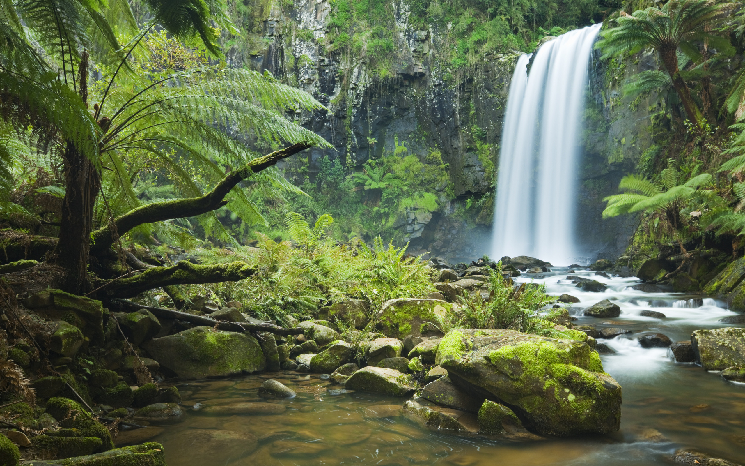 Arboreal Wonders Immersing in France’s Forest Beauty