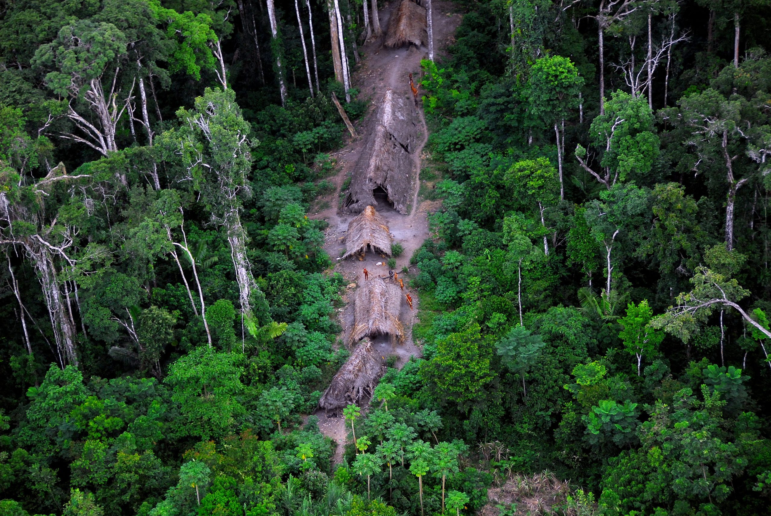 Discover the Enigmatic Amazoon Forest