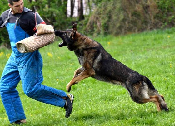 Art of Dogs Training | Proven Methods for Obedience and Beyond