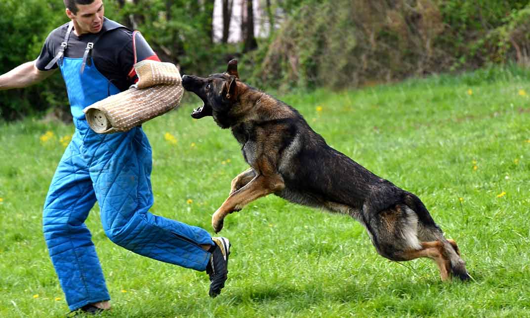 Art of Dogs Training | Proven Methods for Obedience and Beyond