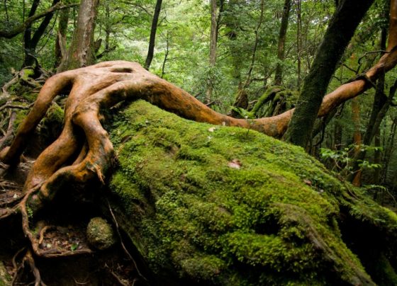 Beauty of Sanga Pur Forest