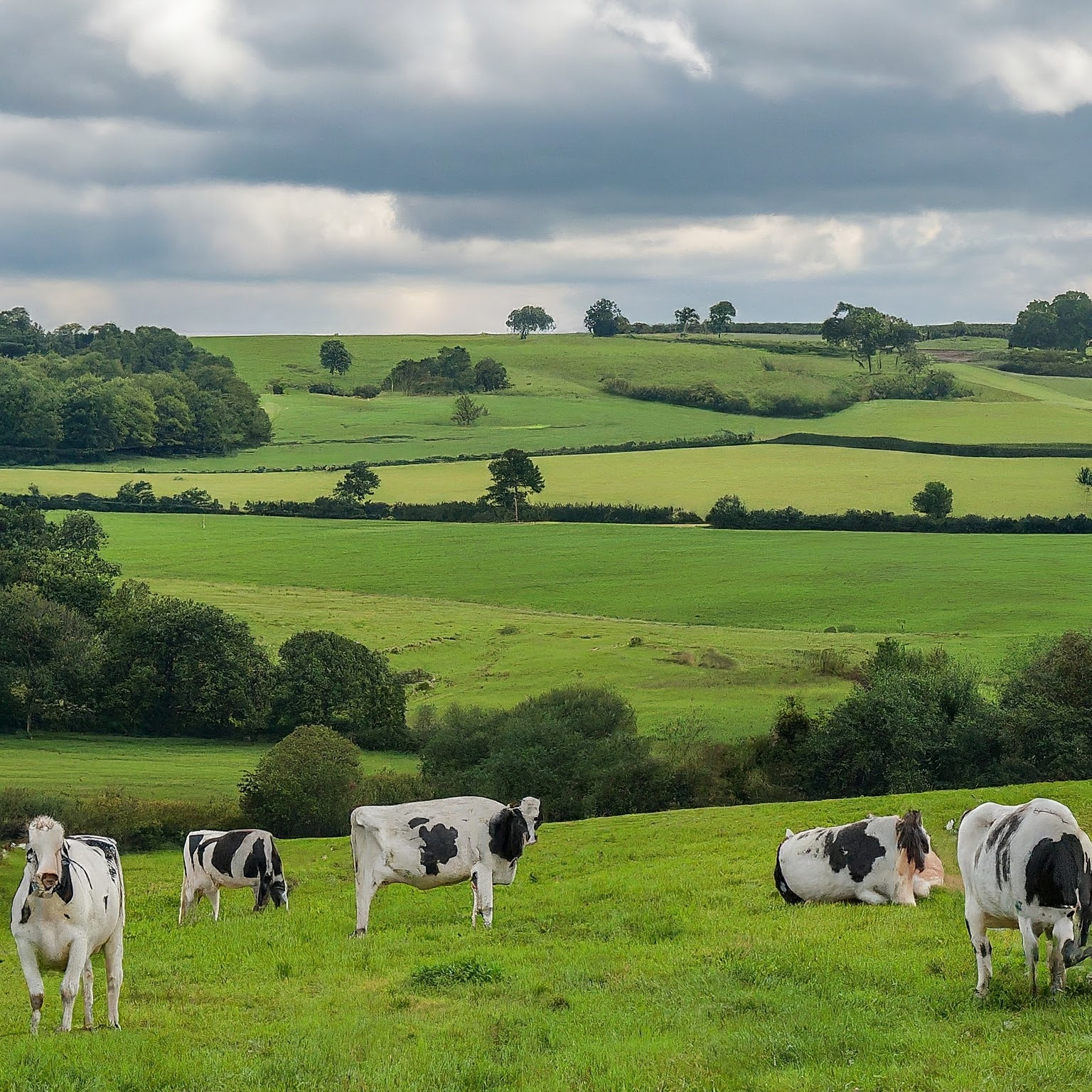 Craft Your Raw Milk Habit with Caution: New Study Links Bird Flu to Illness