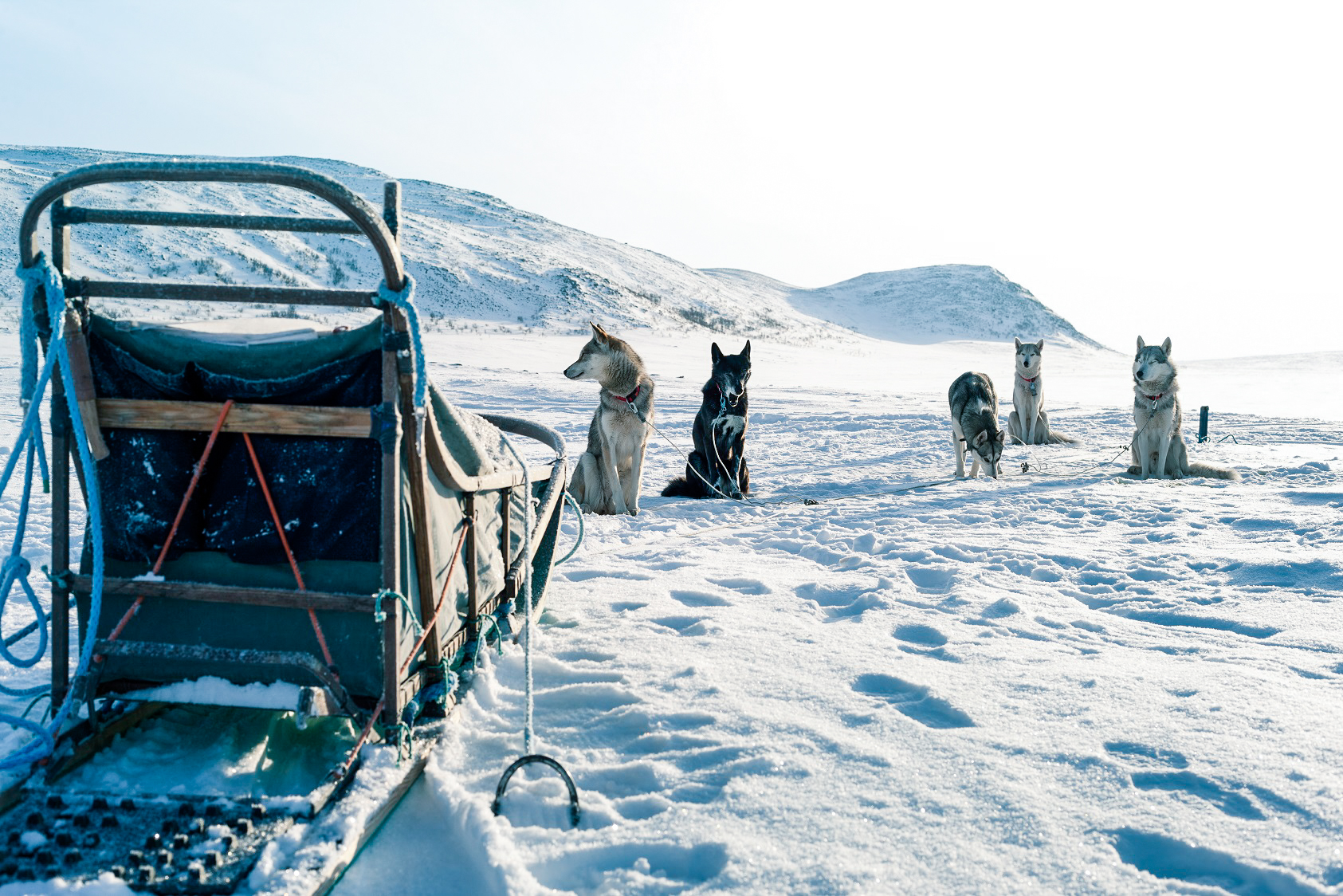 Discover the Ultimate Adventure in Lapland Tours Experiences