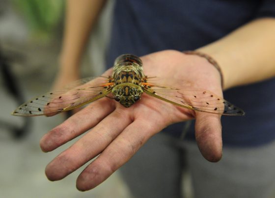 South Carolina Awaits the Cicadas Swarm: What to Expect