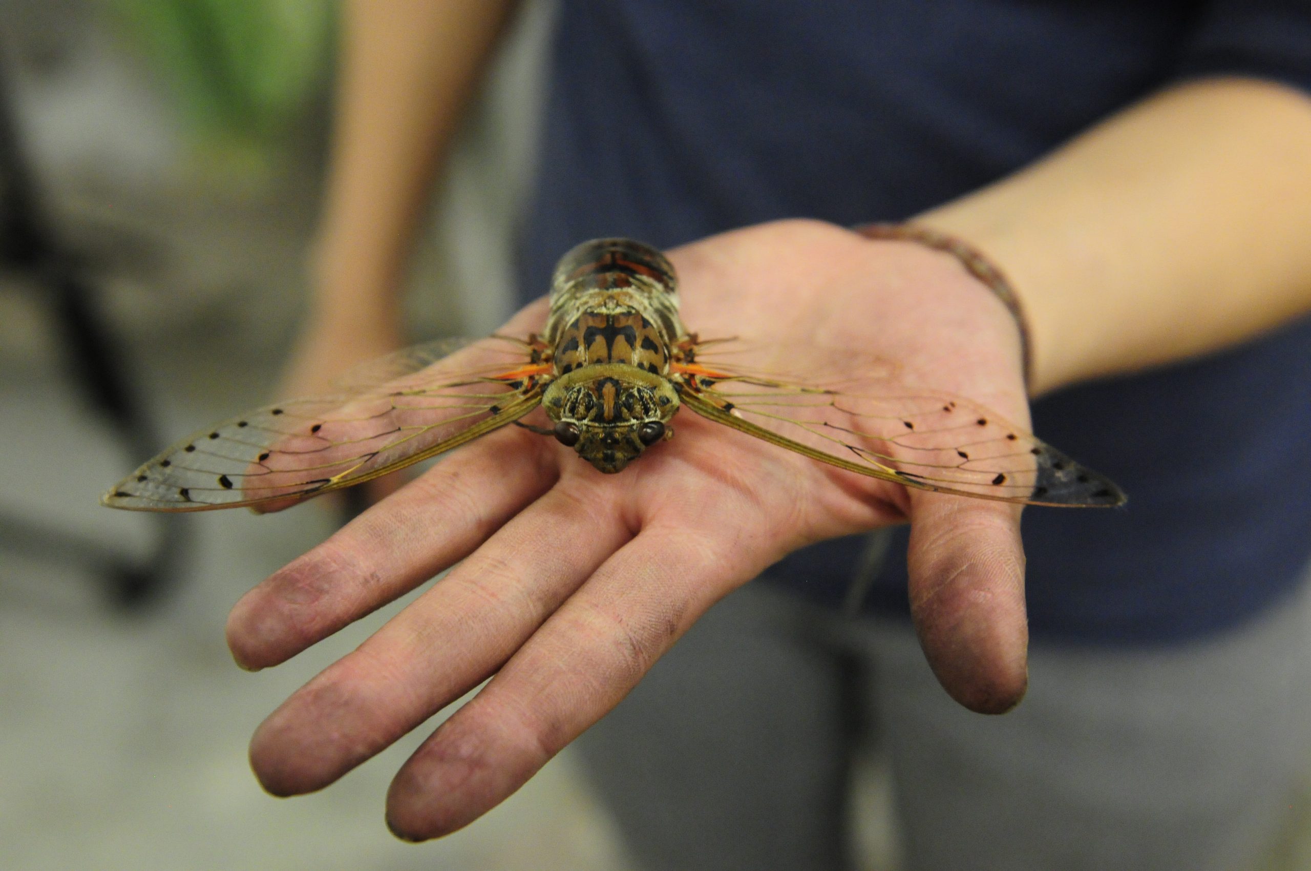 South Carolina Awaits the Cicadas Swarm: What to Expect