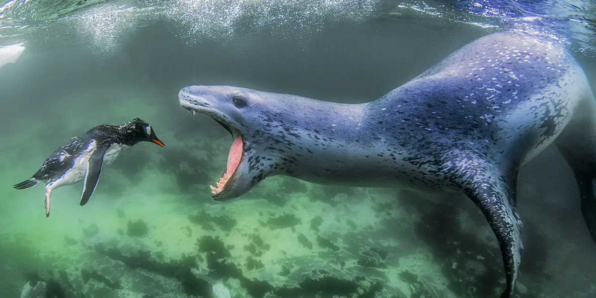 Amazing Animals Living in Islands Exploring Biodiversity