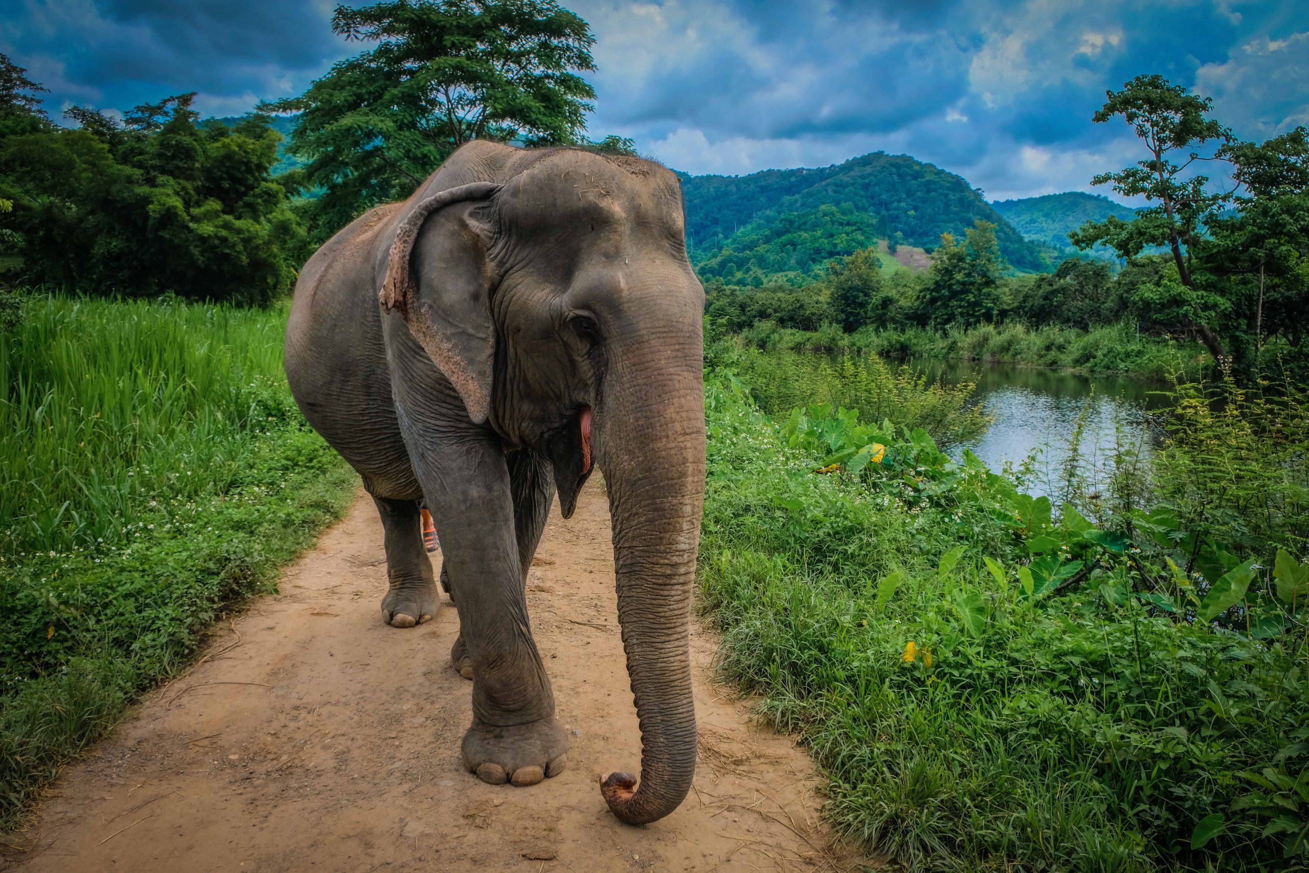 Unveiling Sri Lanka’s Forest Delights a Nature Lover’s Paradise