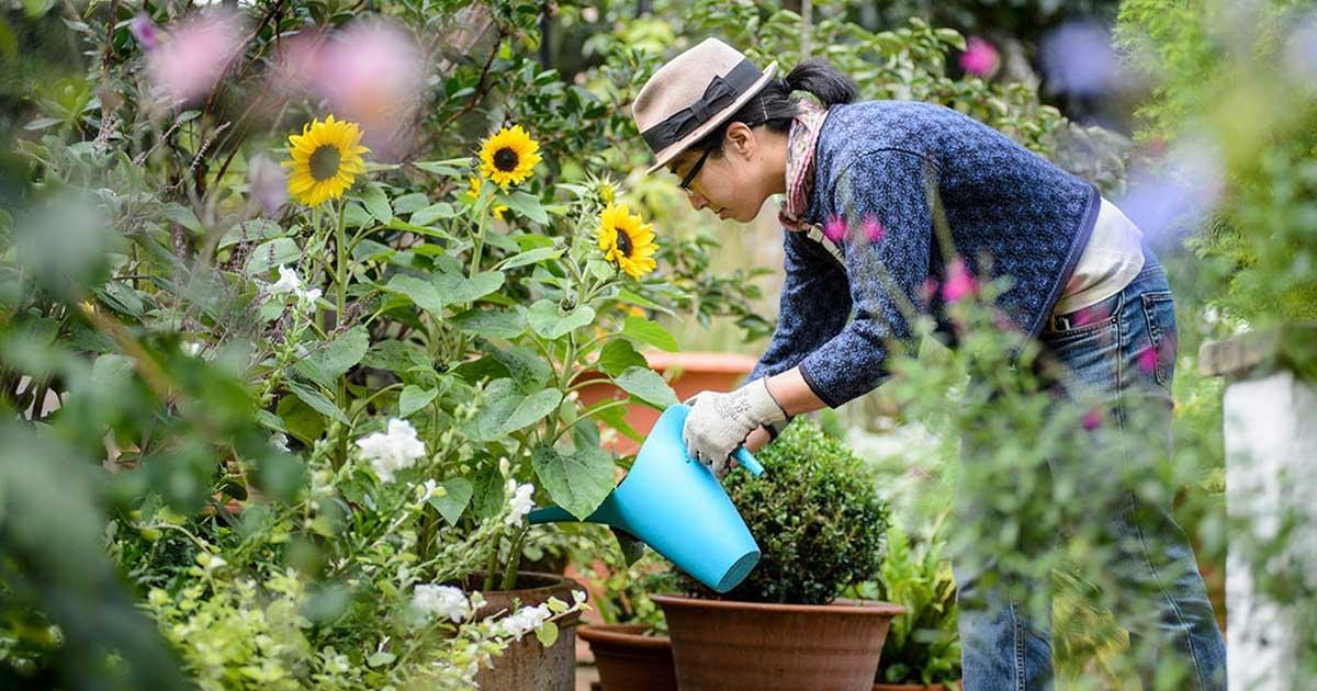 Trends in Home Gardening