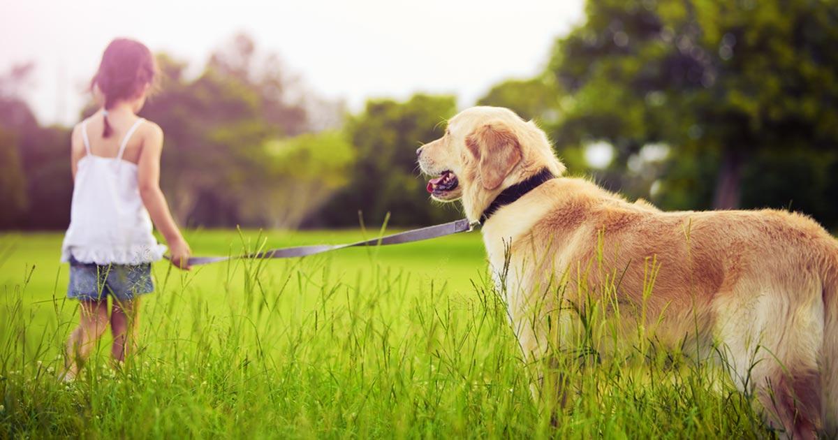 Trends in Pet Care: The Move Towards Natural Products