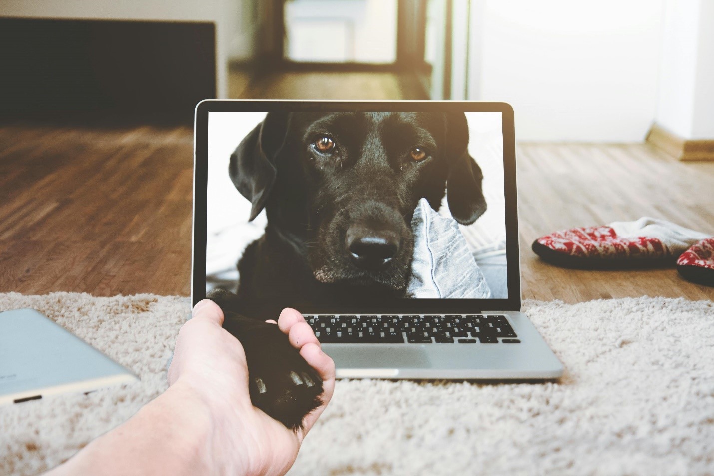 Review: Best Pet Cameras to Monitor Your Pets