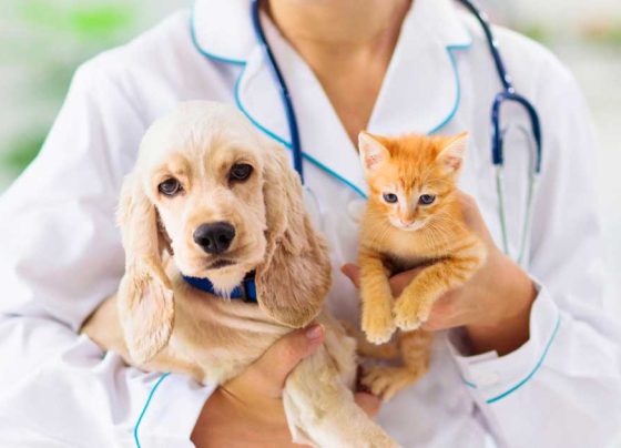 Trends in Pet Care: The Move Towards Natural Products