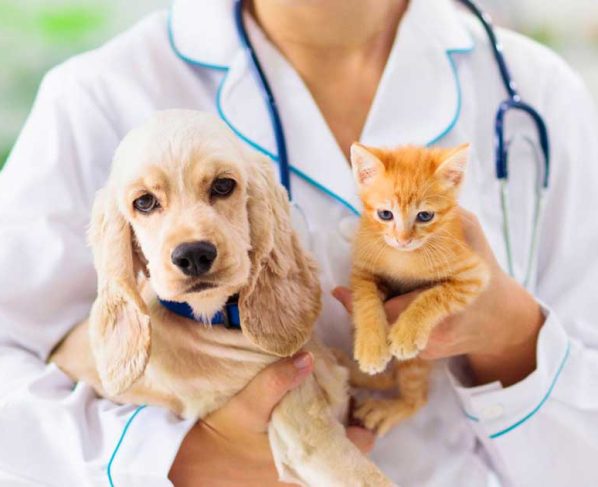 Trends in Pet Care: The Move Towards Natural Products