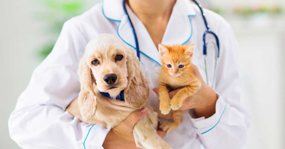 Trends in Pet Care: The Move Towards Natural Products