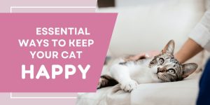 Keep Your Cat Happy and Healthy