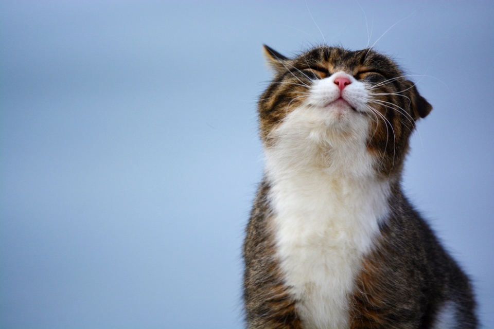 The Best Ways to Keep Your Cat Happy and Healthy