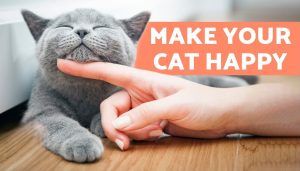 Keep Your Cat Happy and Healthy